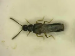 Philhygra palustris thumbnail 1