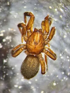 Gnaphosa microps thumbnail 2