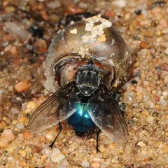 Shiny Blue Bottle Fly thumbnail 2