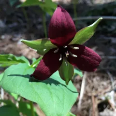 red trillium thumbnail 5