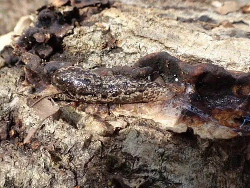 Carolina Mantleslug