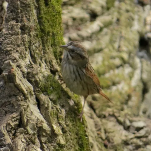 Swamp Sparrow