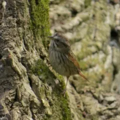 Swamp Sparrow thumbnail 1