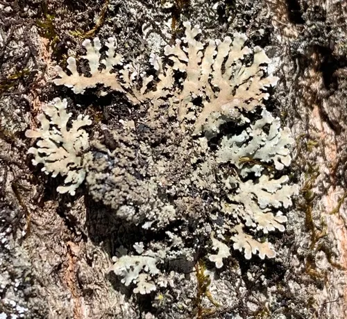 Physconia grumosa
