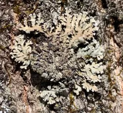 Physconia grumosa thumbnail 1