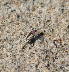 Sandy Tiger Beetle thumbnail 3