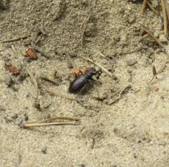 Prairie Long-lipped Tiger Beetle thumbnail 4