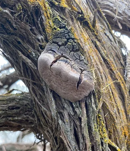 Phellinus artemisiae