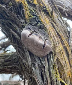Phellinus artemisiae thumbnail 1