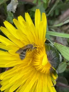 Titus's Sweat Bee thumbnail 4