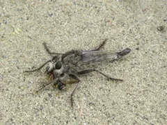 Columbia River Hammertail thumbnail 1