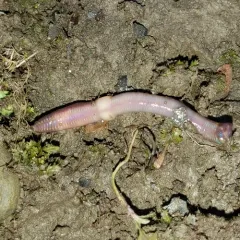 Chestnut Worm thumbnail 3