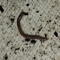 Furry Snake Millipede thumbnail 2