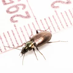 Müller's Harp Ground Beetle thumbnail 3