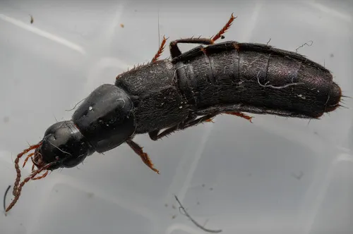 Quedius curtipennis