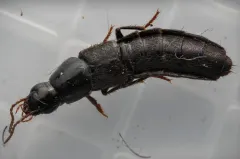 Quedius curtipennis thumbnail 1