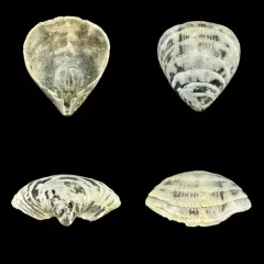 Hemithiris psittacea thumbnail 3