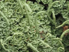 Shaded Cladonia thumbnail 4