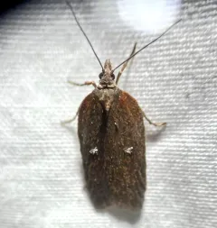 Acleris bowmanana thumbnail 3