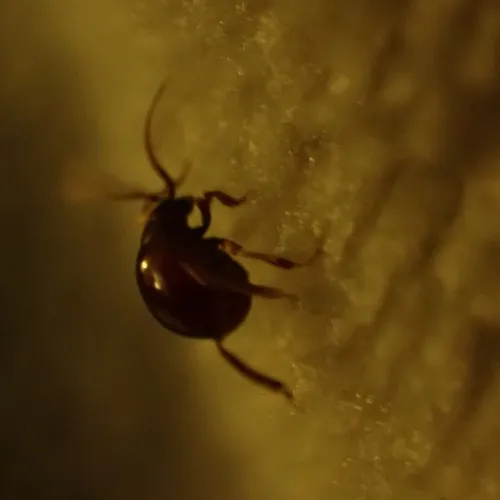 Smooth Spider Beetle