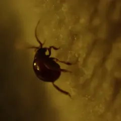 Smooth Spider Beetle thumbnail 1