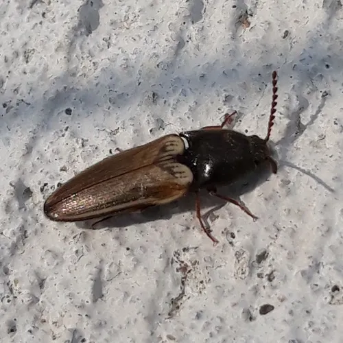 Black-collared Click Beetle