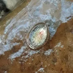 Herrick's Water Penny Beetle thumbnail 1