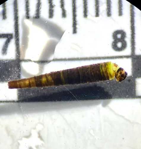 Micrasema sprulesi