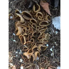 layered cup thumbnail 1