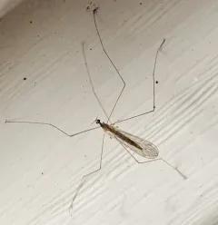 Dicranomyia frontalis thumbnail 2