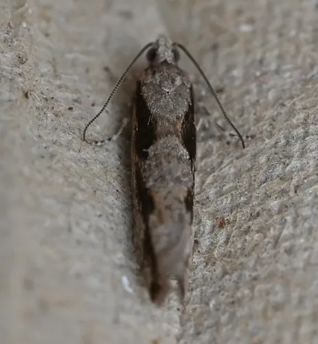 Epinotia celtisana