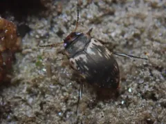 Leconectes striatellus thumbnail 2