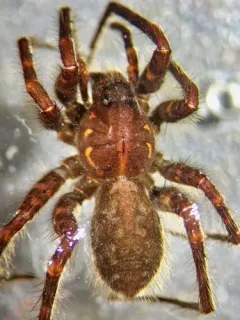 Pardosa albomaculata thumbnail 2