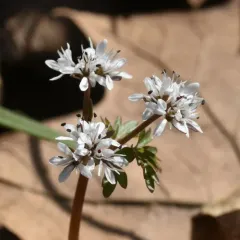 harbinger of spring thumbnail 3
