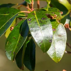 Mountain Laurel Leaf Spot thumbnail 4