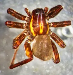 Pardosa fuscula thumbnail 2