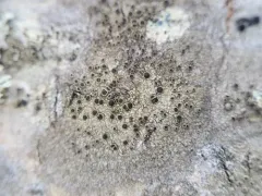 Rinodina populicola thumbnail 1