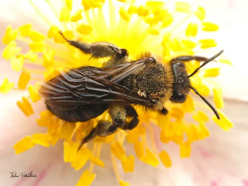 Copper-tinted Miner Bee