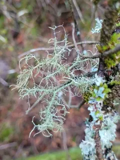 Lustrous Beard Lichen thumbnail 2
