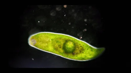 Dalyellia viridis