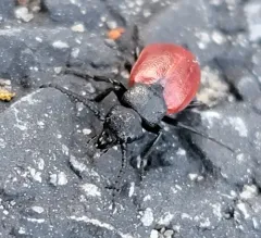 Blood-winged Blister Beetle thumbnail 4