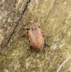 Alfalfa Weevil thumbnail 3