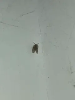 Trickling Filter Fly thumbnail 3