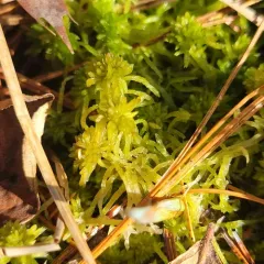 Fringed Bogmoss thumbnail 4