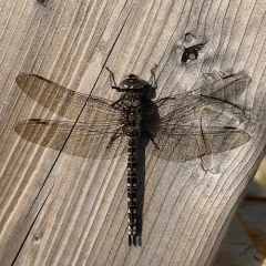 Zigzag Darner thumbnail 3