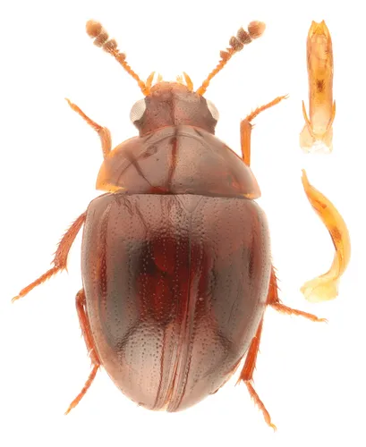 Anisotoma obsoleta
