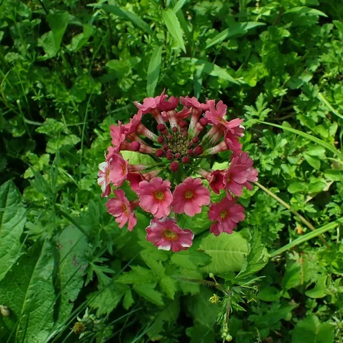 Japanese Primrose