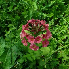 Japanese Primrose thumbnail 1