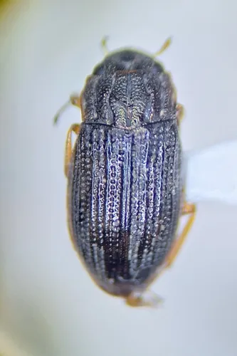 Helophorus auricollis