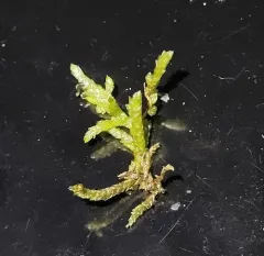 Neat Feather-moss thumbnail 4